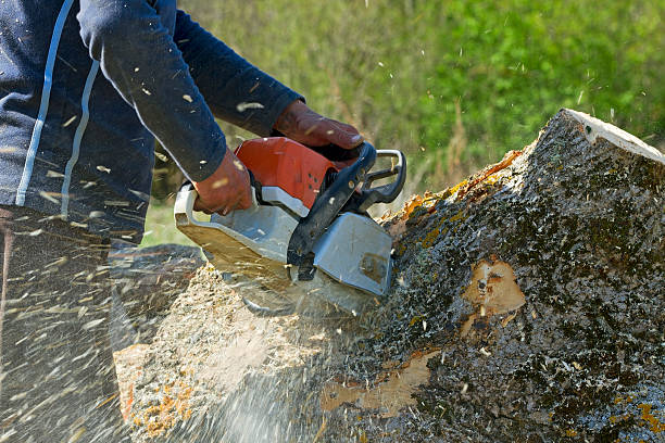 Best Emergency Storm Tree Removal  in Redland, TX